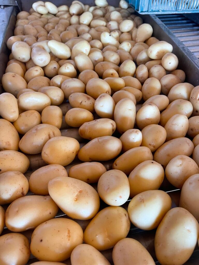 Papas Tamaño 2da